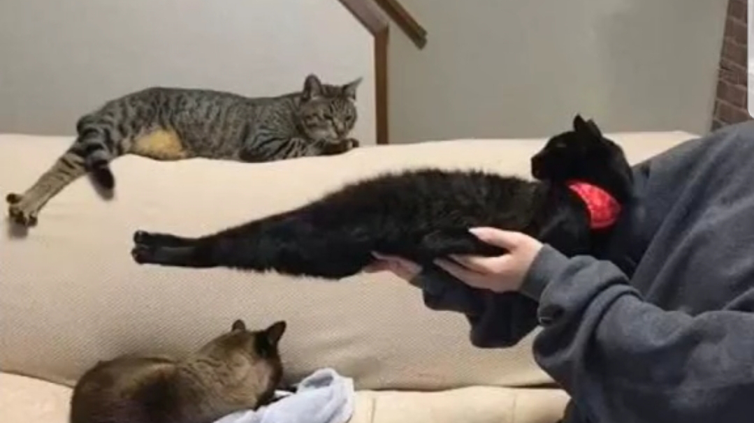 当一根猫不想让你抱的时候,它可以变成任何形状